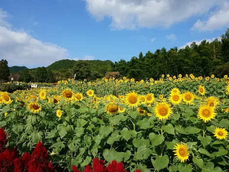 Sunflowers
