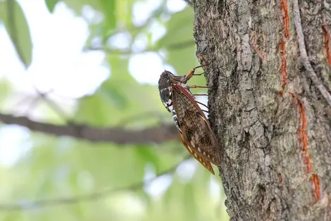 Cicada