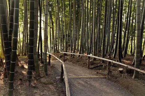 Bambouseraie du Kodai-ji