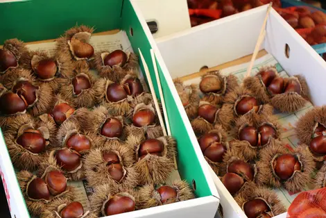 Kuri chestnuts