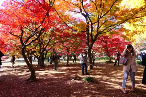 Shinjuku Gyoen 