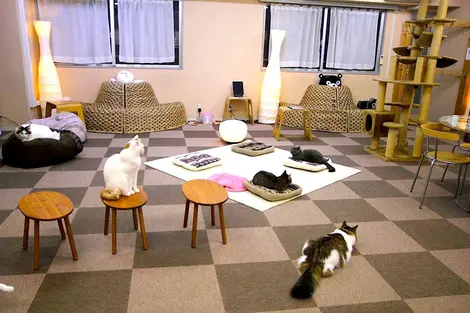 A Tokyo (Japon), de curieux bars exposent des chats (neko) pour tenir compagnie aux clients: bienvenue dans les neko café. A Tokyo (Japon), de curieux bars exposent des chats (neko) pour tenir compagnie aux clients: bienvenue dans les neko café.