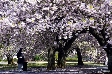 Au printemps, les 1 500 cerisiers du jardin de Shinjuku se parent de millions de pétales. Au printemps, les 1 500 cerisiers du jardin de Shinjuku se parent de millions de pétales de cerisiers.