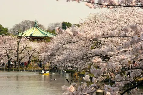 Les Japonais vont chercher une légèreté bucolique en déambulant au hasard des grandes allées bordées de cerisiers du parc d'Ueno.