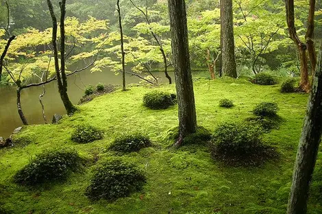 Jardín de musgo del templo Kokedera.