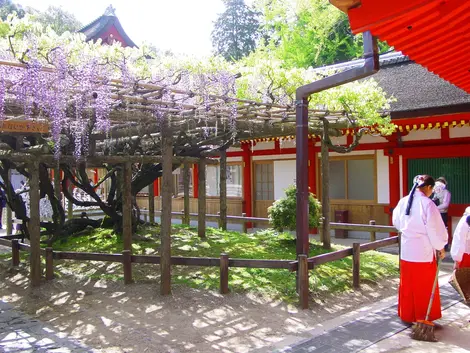 Der Kasuga Taisha-Schrein