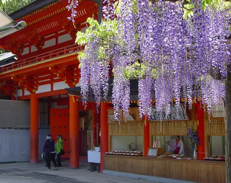 Entrada bajo las glicinas en el santuario Kasuga Taisha.