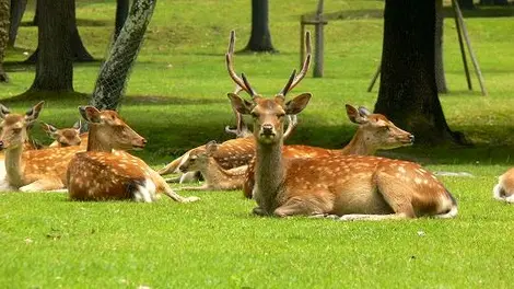 The Nara Park