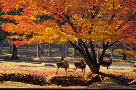 El parque de Nara en otoño. El parque de Nara en otoño.