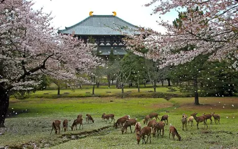 Los ciervos del parque de Nara bajo los cerezos en flor. Los ciervos del parque de Nara bajo los cerezos en flor.