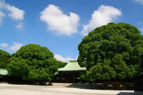 Le sanctuaire Meiji-jingu est un témoignage de la reconnaissance des Japonais pour l’empereur Meiji (1852-1912) et de son épouse, l’impératrice Shôken (1849-1914).