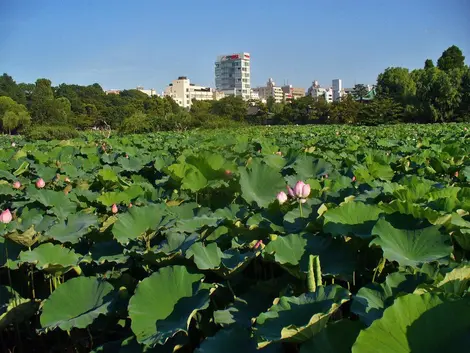 L’étang Shinobazu, emblématique du parc Ueno, et ses lotus dont les pétales géants recouvrent l’entièreté de l'étendue. 