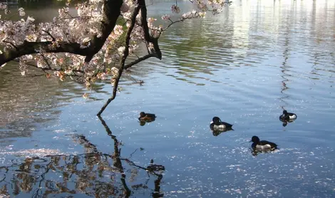 The thirty-eight acres of Inokashira Onshi Koen is a place for walking and relaxing particular.