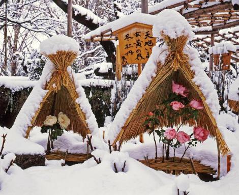 Winter flowering peonies protected by a big straw, is a delight from the Tosho-gu Shrine in Tokyo.