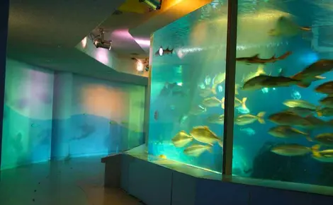 Aquarium de Miyajima