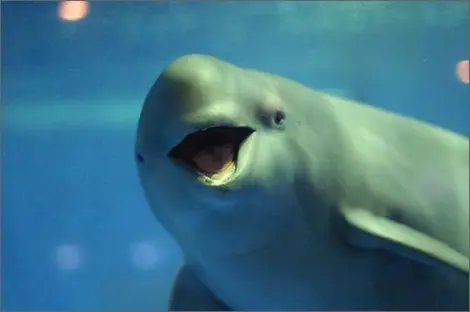 Simpática beluga del acuario de Miyajima. Simpática beluga del acuario de Miyajima.