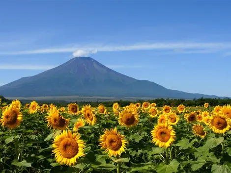 El Monte Fuji. El Monte Fuji.