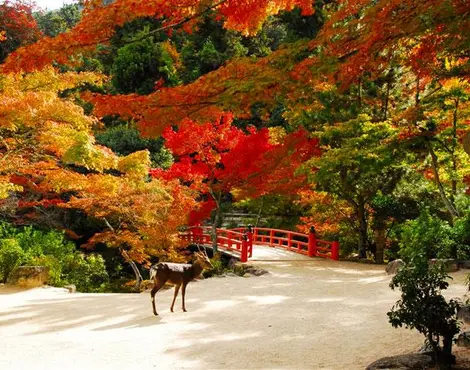 Parc Momijidani à Miyajima