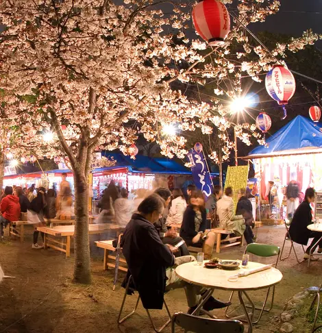 Sommerfest unter den Kirschbäumen des Maruyama-koen Sommerfest unter den Kirschbäumen des Maruyama-koen