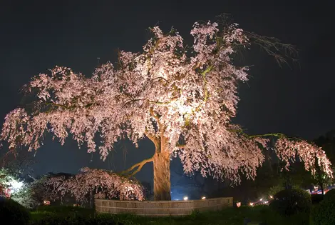 Maruyama-koen