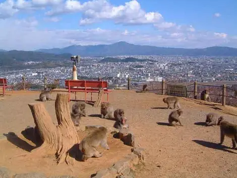 Park of monkeys Iwatayama