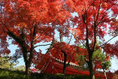 Templo de Mitaki-dera bajo los arces llameantes