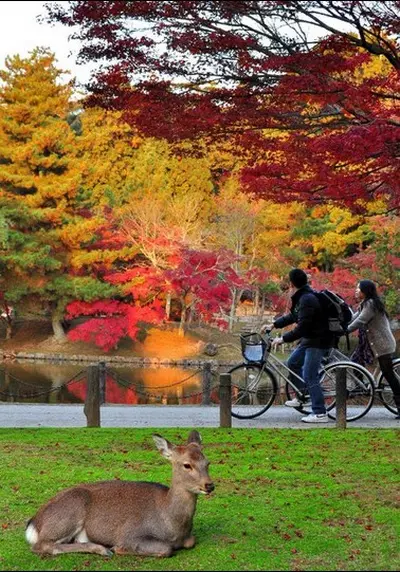 Un ciervo en el paisaje otoñal del parque Nara Kōen