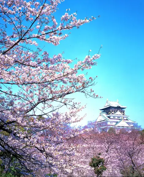 Cerezos en flor en el parque del Castillo de Osaka