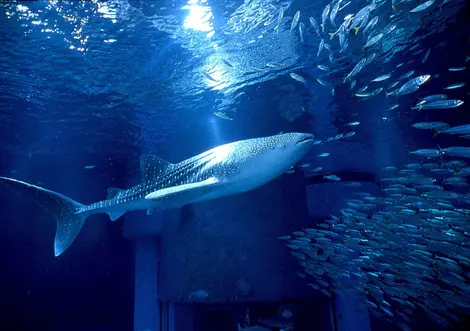 Das große Aquarium Kaiyukan, Sakurajima im Hafen von Osaka