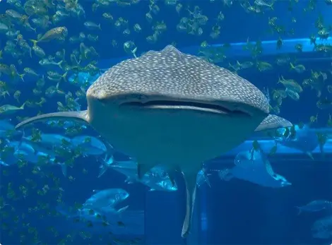 Acuario del barrio Tempozan. Acuario del barrio Tempozan.