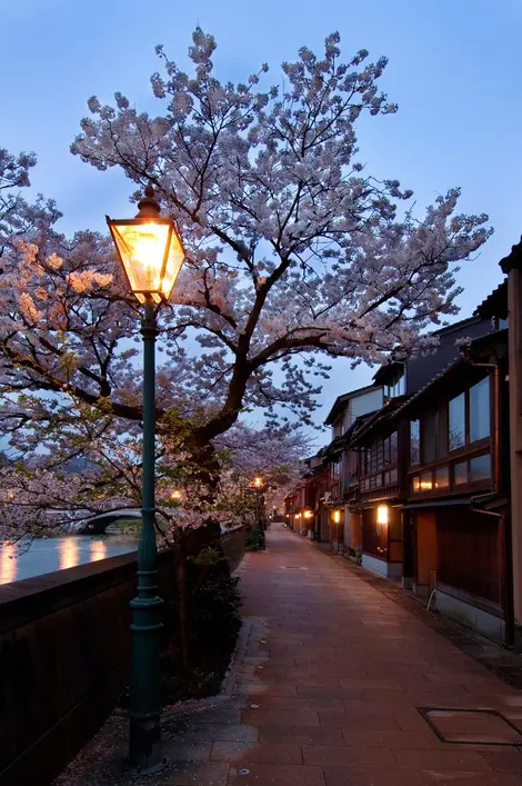 Cerisiers dans les rues traditionnelles de Kanazawa. 