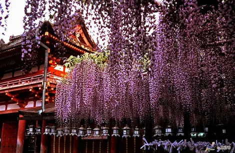 Las glicinas del gran santuario Kasuga Taisha en Nara, símbolo de los Fujiwara