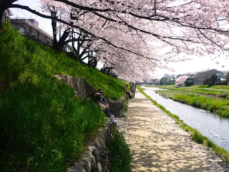 El río Kamogawa bajo los cerezos. 