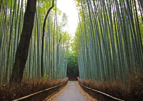 Arashiyama