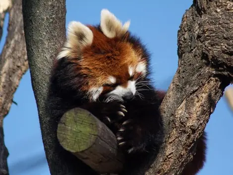 Panda rojo en el zoológico de Tennoji.