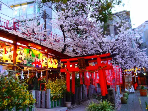 El torii del santuario Ohatsu Tenjin.