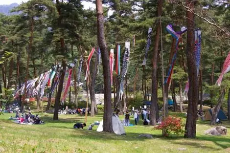 Durante koinobori, bandiere a forma di carpa invitano campeggio.