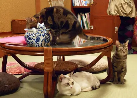 Chats dans un neko cafe Chats dans un neko cafe