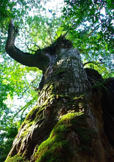 Yakushima Yakushima