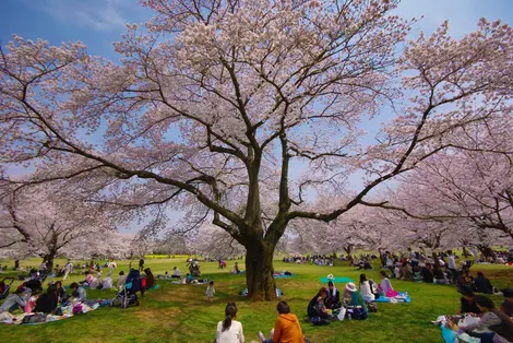 Under the pink petals of cherry blossom, it is good picnic.