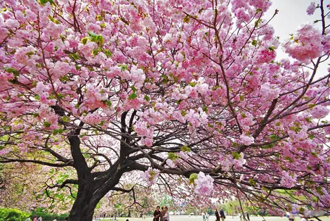 Like a cloud of petals ... Like a cloud of petals ...