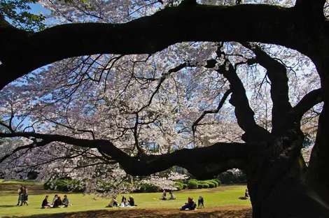 Yori Dango Yana, pastries rather than flowers, that is, a picnic is much better under a cherry tree.