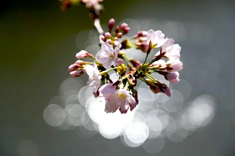 Des fleurs de cerisier, objet de contemplation pour les Japonais depuis l'Antiquité Des fleurs de cerisier, objet de contemplation pour les Japonais depuis l'Antiquité