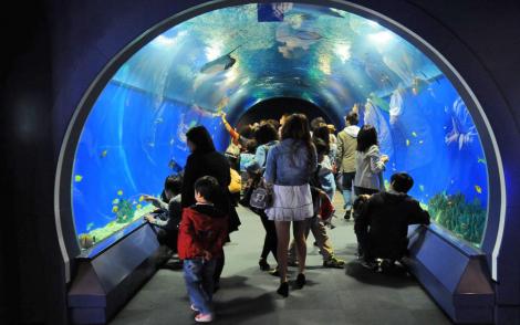 Between fish, dolphins and sharks, aquariums will delight the little ones.