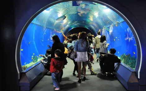 Entre les poissons, les dauphins et les requins, les aquariums raviront les plus petits. Entre les poissons, les dauphins et les requins, les aquariums raviront les plus petits.