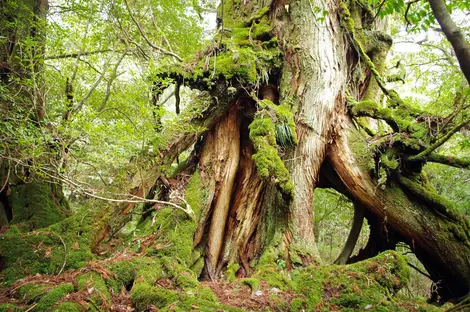Yakushima Yakushima