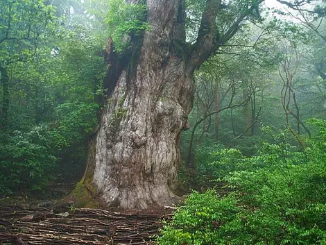 Yakushima Yakushima
