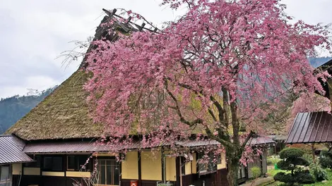 Los cerezos del pueblo tradicional Miyama.