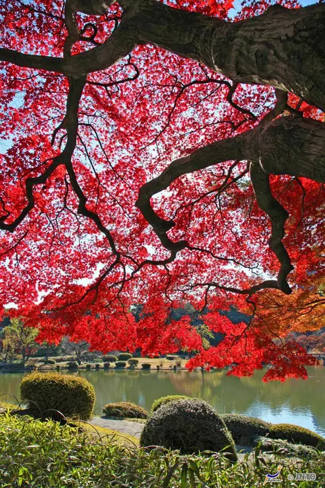 The stark contrast of the beauty of the Japanese gardens.