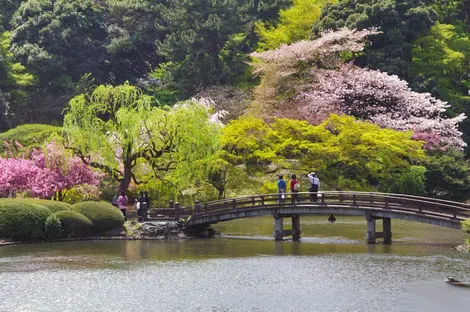 L'harmonie des jardins japonais à Tokyo.